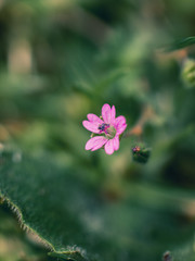 pink flower in the garden
