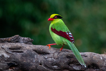 Common Green Magpie