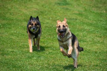 two dogs playing in the park