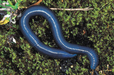 Pha-Mu-Ree. Earthworm photographed at 10, 000 ft. Arunachal Pradesh, India.