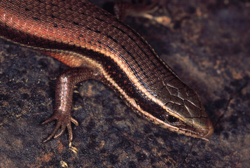 Fire-Bellied Skink. Mabuya species. Pune district, Maharashtra, India.