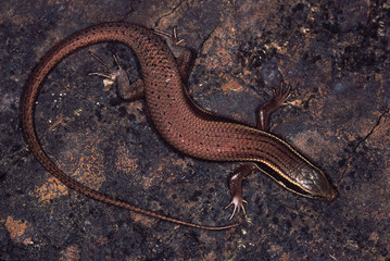Fire-Bellied Skink. Mabuya species. Pune district, Maharashtra, India.