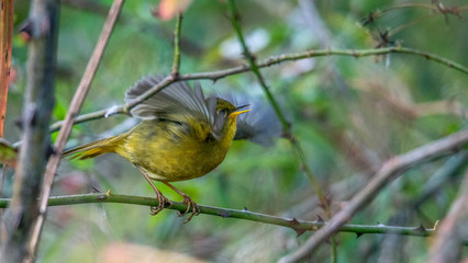 Golden Bush Robin