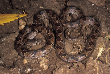 Oligodon Taeniolatus. Russell's/Variegated Kukri snake. Non venomous. Pune, Maharashtra, India.