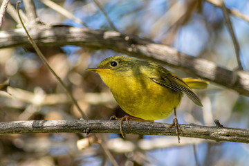 Golden Bush Robin