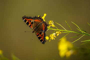 Small Tortoiseshell Butterfly