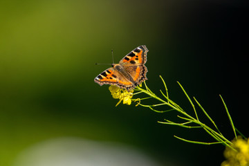 Small Tortoiseshell Butterfly
