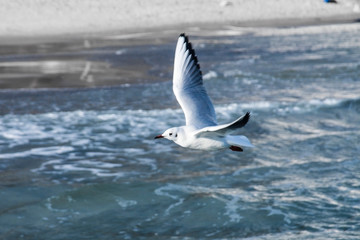 Beautiful sea gull close-up in flight over the sea.
