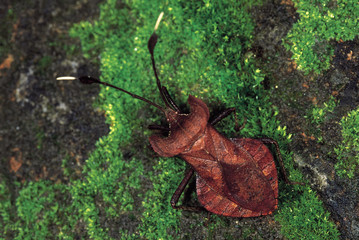 Dalader acuticosta. Violin Bug. Arunachal Pradesh, India.