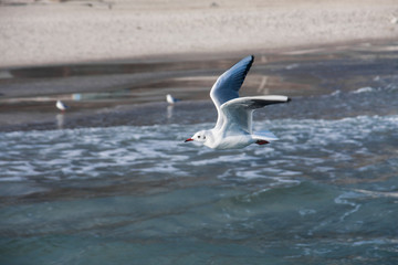 Fototapeta na wymiar Beautiful sea gull close-up in flight over the sea.