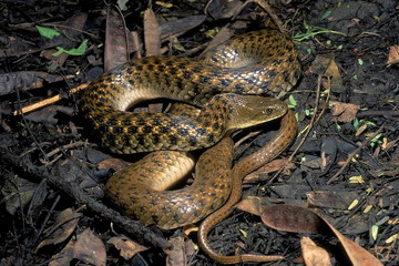 Xenochrophis piscator CHECKERED KEELBACK WATER SNAKE. Non venomous. Photographed near Pune (=Poona district) Maharashtra, INDIA.