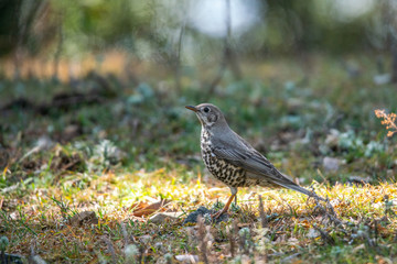 Mistle Thrush