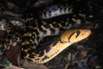 Obraz premium Xenochrophis piscator CHECKERED KEELBACK WATER SNAKE. CLOSE UP. Non venomous. Photographed near Pune (=Poona district) Maharashtra, INDIA.