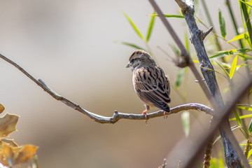 Rock Bunting