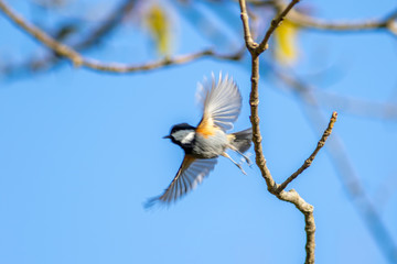 Coal Tit