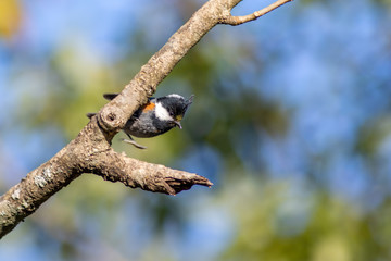 Coal Tit