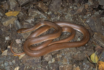 Argyrogena fasciolatus BANDED RACER. ADULT. Non venomous. Photographed in Pune (=Poona), Maharashtra, INDIA.