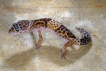 WESTERN INDIAN LEOPARD GECKO Eublepharis fuscus ADULT, FEMALE from near Jejuri, Maharashtra, India. Inhabits dry scrub and rocky areas. Feeds on insects. RARE.