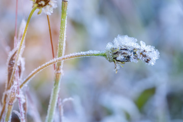 Grass covered with hoarfrost. Winter background with the frozen grass