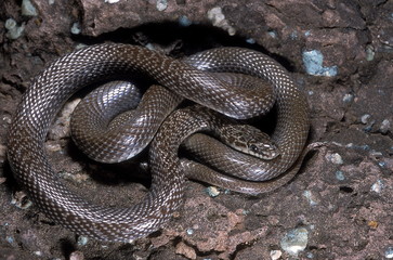 INDIAN SMOOTH SNAKE Coronella brachyura. Specimen from Maharashtra, India.