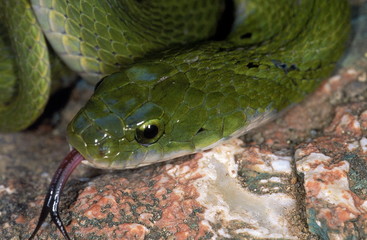 GREEN KEELBACK/ GRASS SNAKE Macropisthodon plumbicolor. Adult from Talegaon, Maharashtra, India