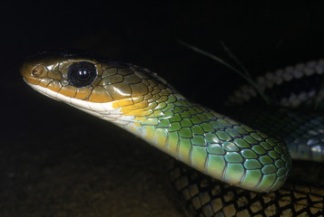 GREEN RAT SNAKE, Ptyas, Coluber nigromarginatus. Close up of head and neck. Adult from Changlang district, Arunachal Pradesh, India.