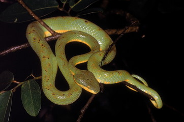 Obraz premium BAMBOO PIT VIPER Trimeresurus gramineus. Adult from Lonavla, Maharashtra, India.
