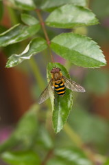 Wasp-mimic fly, Uttaranchal, India.