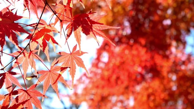 日本の秋の風景。紅葉が風で揺れる。