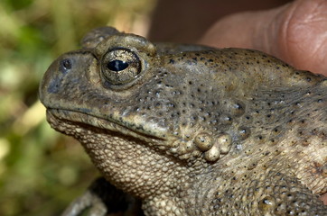 Toad - lateral view of heAD. Uttaranchal, India.