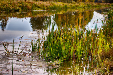 Fototapeta premium Autumn river in sedge and calamus. Relaxation and relaxation on the beach. Belarus. Salihorsk.