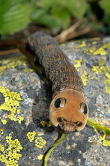 Caterpillar with eyespots VERTICAL, Uttaranchal, India.