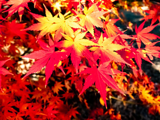 紅葉、秋、日本、季節、葉