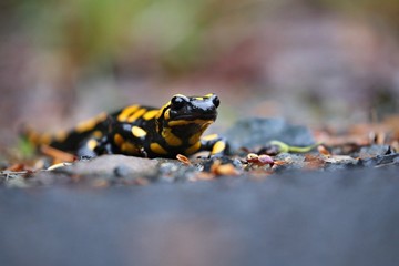 Fire Salamander in the nature habitat. Very rare and endangered animal close up. European wildlife. Fantastic creature. Salamandra salamandra.