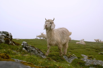 Fototapeta premium Goat in alpine meadow, Uttaranchal, India.