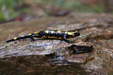 Fire Salamander in the nature habitat. Very rare and endangered animal close up. European wildlife. Fantastic creature. Salamandra salamandra.
