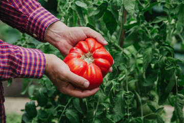 Beautiful big red ribbed tomato in hands