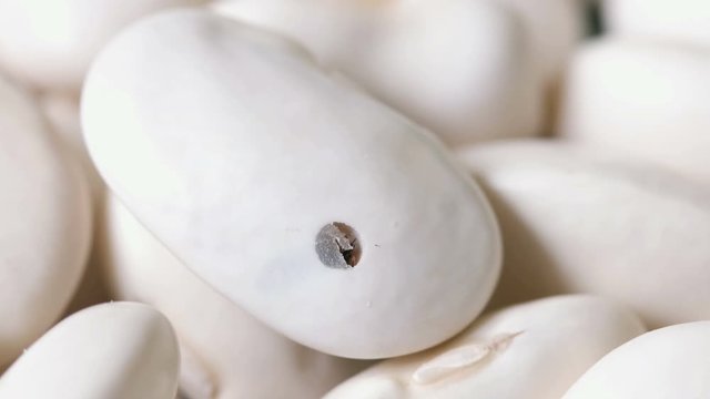 insect tries to get out of white beans.