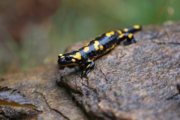 Fire Salamander in the nature habitat. Very rare and endangered animal close up. European wildlife. Fantastic creature. Salamandra salamandra.