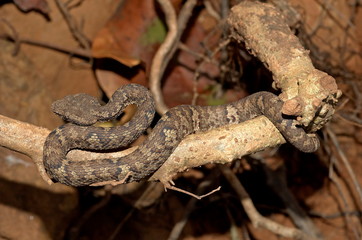 Malabar Pit Viper Trimeresurus malabaricus JUVENILE Dorsal view