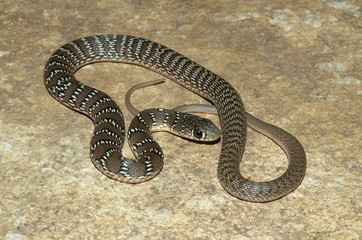 Banded Racer Argyrogena fasciolata JUVENILE. NON-VENOMOUS. Locality: Pune district, Maharashtra, INDIA
