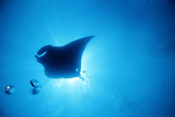 Silhouette of a manta ray in blue water of the ocean with sun rays behind, Manta ray playing  breathing bubbles from scuba diver, copy space © maemanee