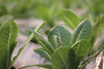 Obraz premium Spinach in the garden vegetable for health