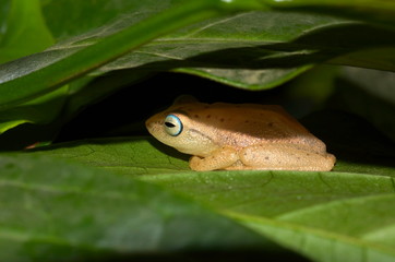 Frog hiding between leaves. Locality: Kodagu (Coorg) Karnataka, INDIA