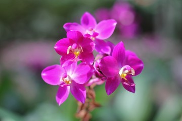Naklejka na ściany i meble Pink orchid background