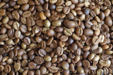 Coffee beans - organically grown. Locality: Kodagu (Coorg) Karnataka, INDIA
