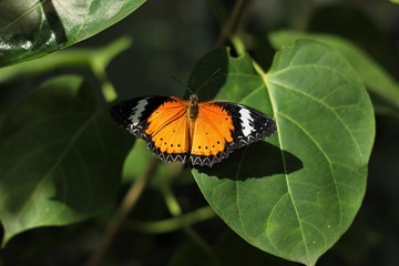 A butterfly is holding on the leaf