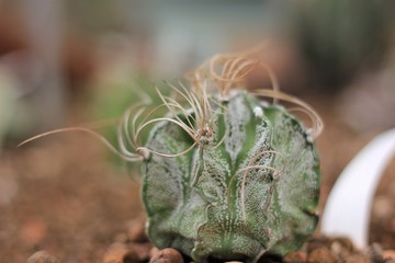 succulent plant