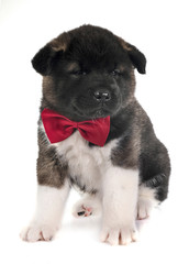 puppy american akita