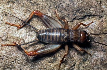 INSECT, ORTHOPTERA. Cricket. Photographed at night in Agumbe, Karnataka, INDIA.
